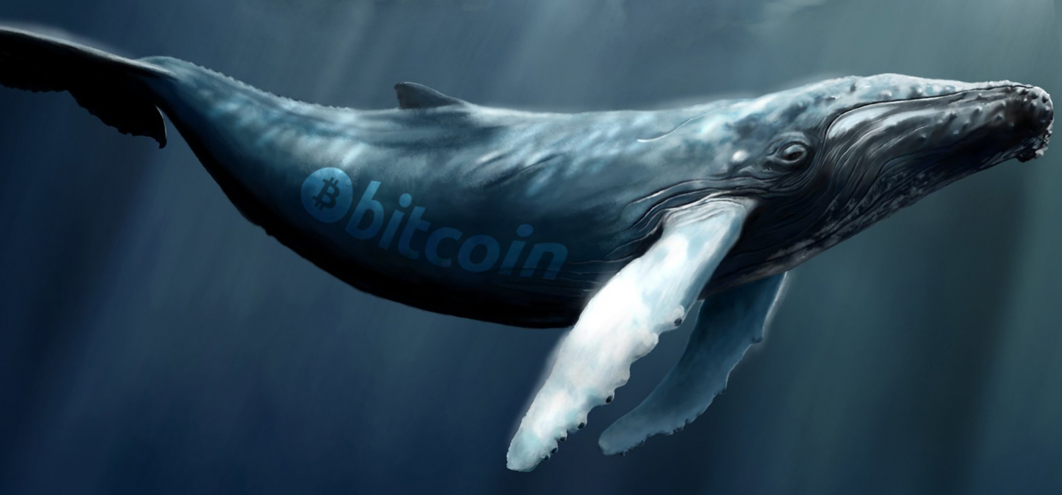 Bitcoin Whales Have Accumulated Thousands of Coins in the Last 2 Months